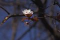 Prunus cerasifera Śliwa wiśniowa